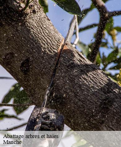 Abattage arbres et haies 50 Manche  Capello Elagage