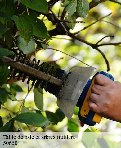 Taille de haie et arbres fruitiers  quettreville-sur-sienne-50660 Capello Elagage