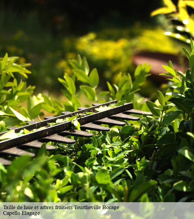 Taille de haie et arbres fruitiers teurtheville-bocage-50630 Capello Elagage
