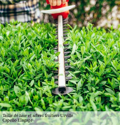 Taille de haie et arbres fruitiers urville-50700 Capello Elagage