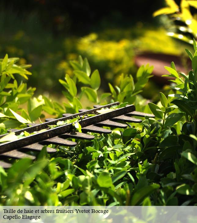 Taille de haie et arbres fruitiers  yvetot-bocage-50700 Capello Elagage