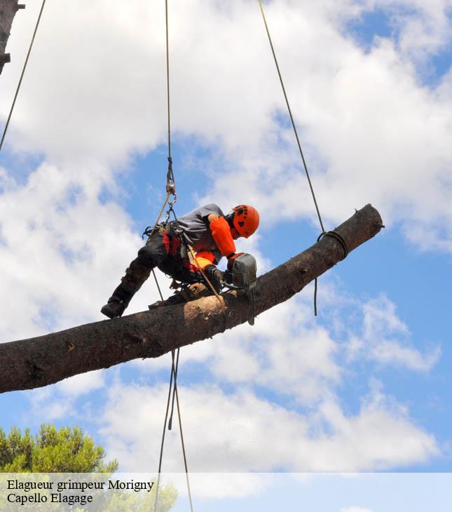Elagueur grimpeur morigny-50410 Capello Elagage