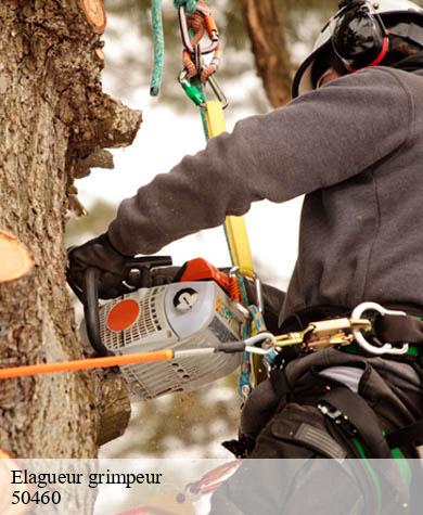 Elagueur grimpeur querqueville-50460 Capello Elagage