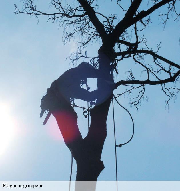 Elagueur grimpeur ile-pelee-50100 Capello Elagage